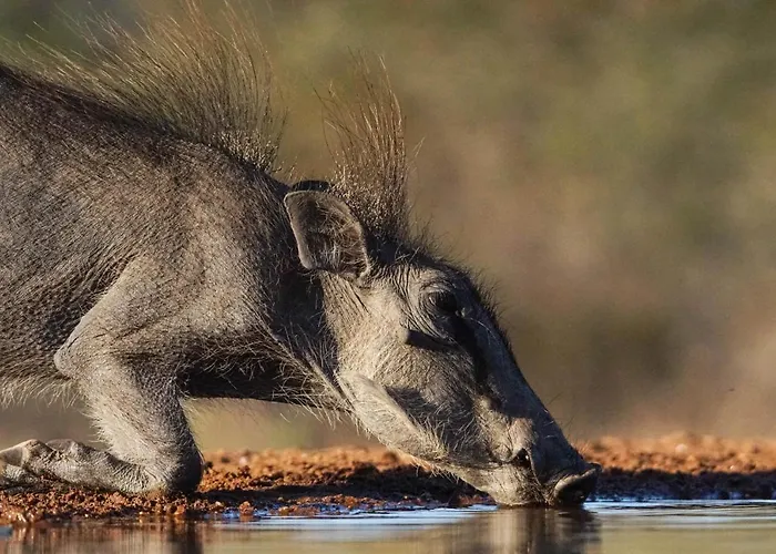Bushbaby River Lodge